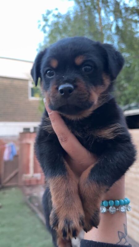 1 Beautiful female Rottweiler pup