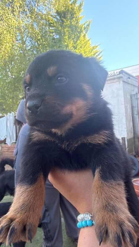 1 Beautiful female Rottweiler pup - Image 2 of 3