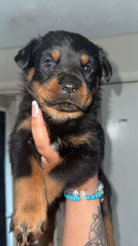 1 Beautiful female Rottweiler pup - Image 3 of 3