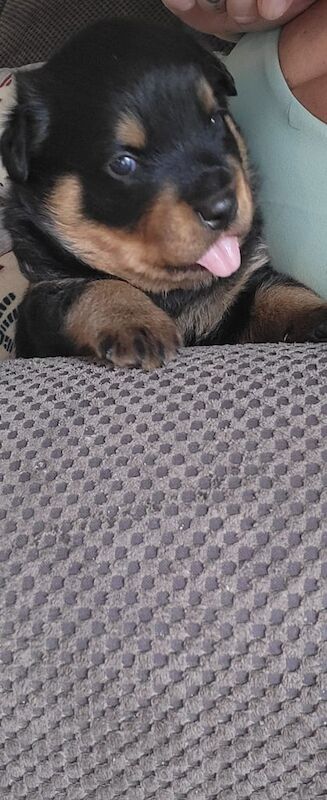 Rottweiler puppies for sale in Kingsbridge, Devon – KC registered, 5 weeks old - Image 2 of 3