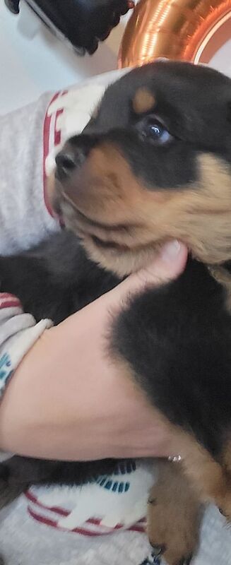 Rottweiler puppies for sale in Kingsbridge, Devon – KC registered, 5 weeks old - Image 3 of 3