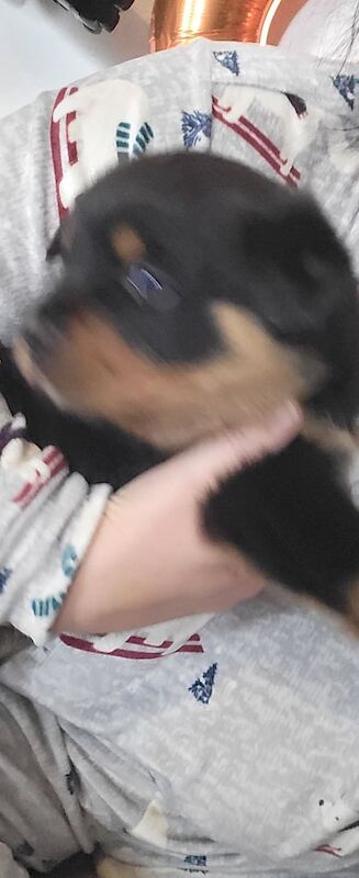 Rottweiler puppies for sale in Kingsbridge, Devon – KC registered, 7 weeks old - Image 2 of 5