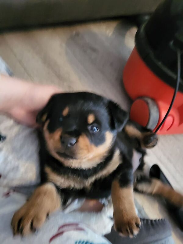 Rottweiler puppies for sale in Kingsbridge, Devon – KC registered, 7 weeks old - Image 4 of 5