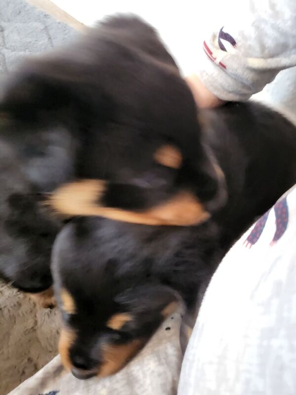 Rottweiler puppies for sale in Kingsbridge, Devon – KC registered, 7 weeks old - Image 5 of 5