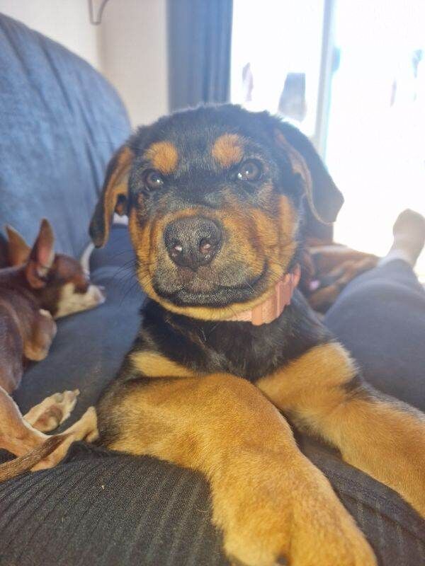 1 girl pup left. - Image 2 of 5