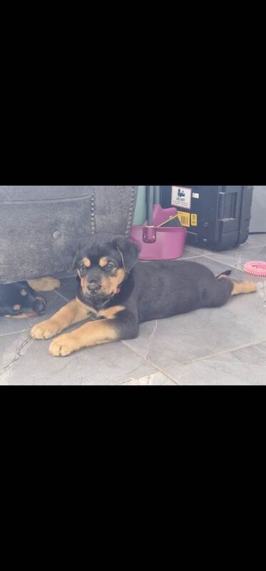 1 girl pup left. - Image 3 of 5