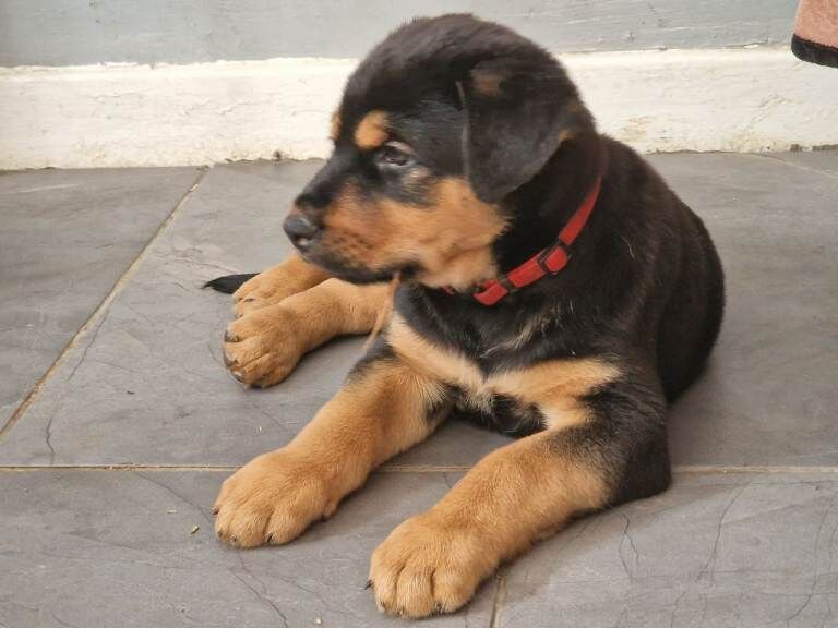 1 girl pup left. - Image 4 of 5