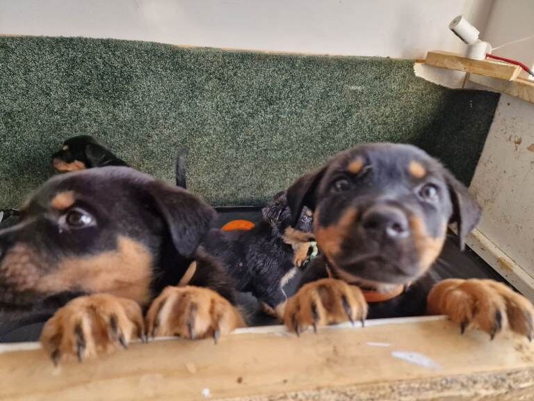 1 girl pup left. - Image 5 of 5