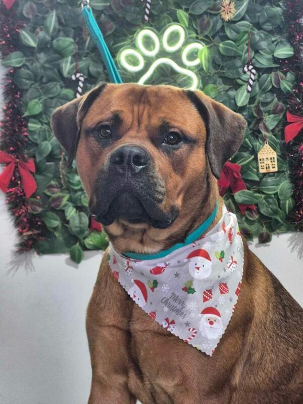 Rottweiler puppies for sale in Kettering, Northamptonshire – 1 year old