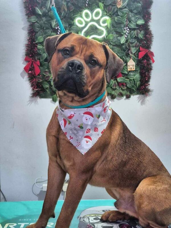 Rottweiler puppies for sale in Kettering, Northamptonshire – 1 year old - Image 2 of 4