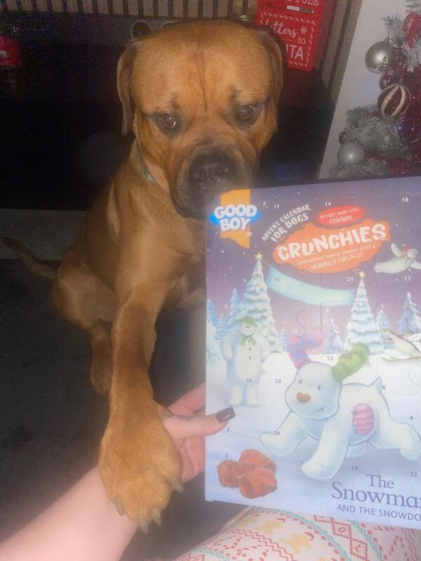 Rottweiler puppies for sale in Kettering, Northamptonshire – 1 year old - Image 3 of 4