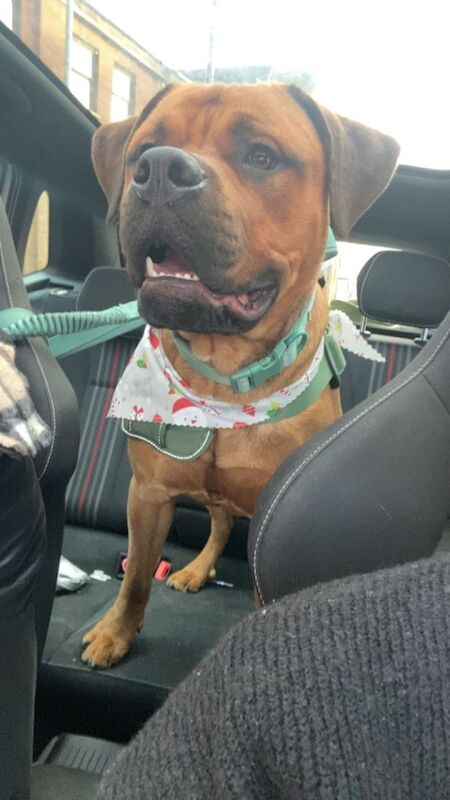 Rottweiler puppies for sale in Kettering, Northamptonshire – 1 year old - Image 4 of 4