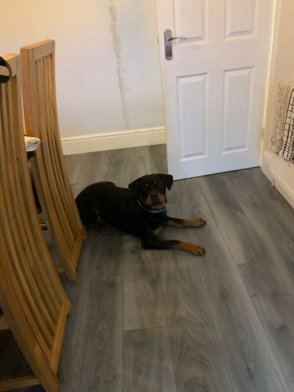 Rottweiler puppies for sale in Kirkby-in-Ashfield, Nottinghamshire – 1 year old