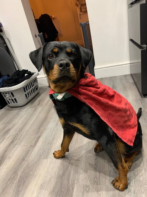 Rottweiler puppies for sale in Kirkby-in-Ashfield, Nottinghamshire – 1 year old - Image 2 of 4