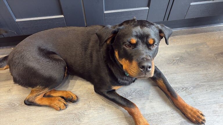 Rottweiler puppies for sale in Kirkby-in-Ashfield, Nottinghamshire – 1 year old - Image 3 of 4