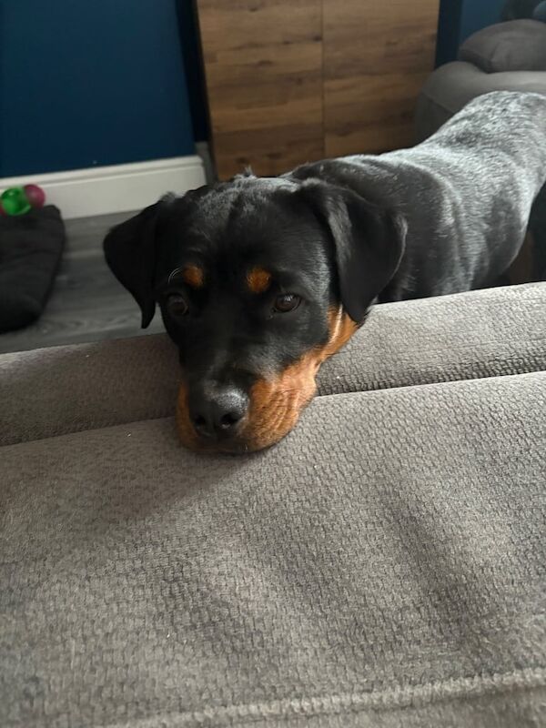 Rottweiler puppies for sale in Kirkby-in-Ashfield, Nottinghamshire – 1 year old - Image 4 of 4