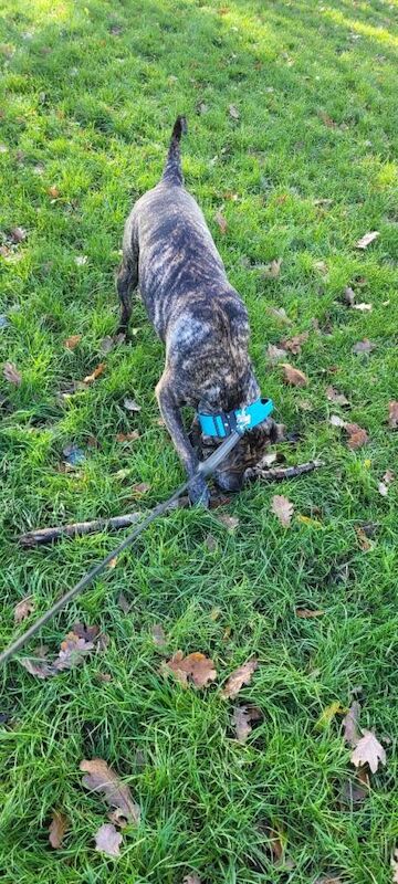 Rottweiler puppies for sale in Alvaston, Derbyshire – 9 months old