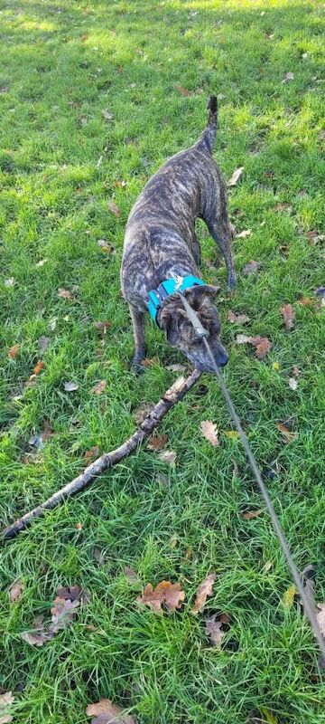 Rottweiler puppies for sale in Alvaston, Derbyshire – 9 months old - Image 2 of 3