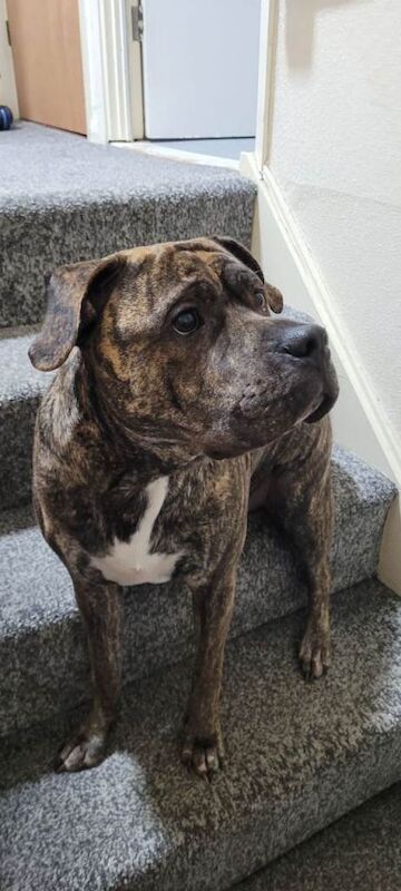 Rottweiler puppies for sale in Alvaston, Derbyshire – 9 months old - Image 3 of 3