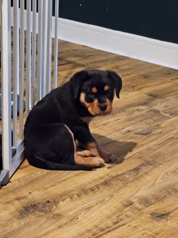 Rottweiler puppies for sale in Takeley, Essex – 10 weeks old