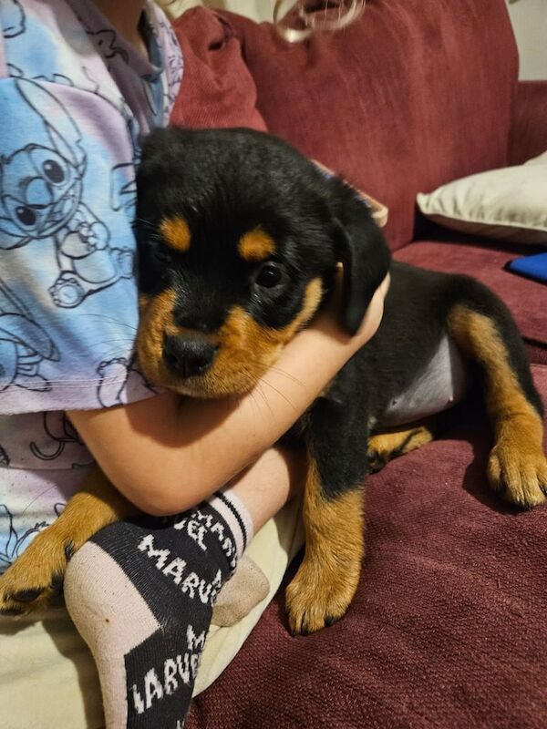 Rottweiler puppies for sale in Takeley, Essex – 10 weeks old - Image 2 of 4