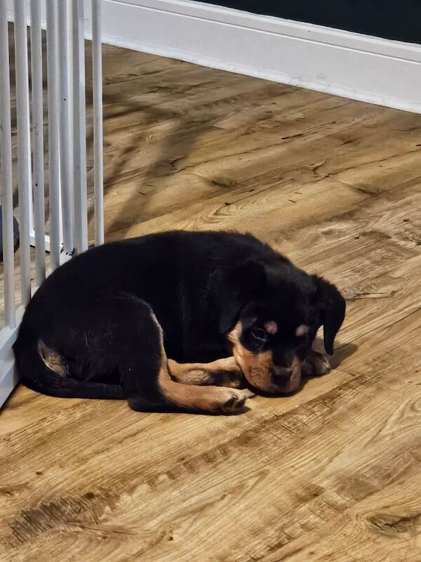 Rottweiler puppies for sale in Takeley, Essex – 10 weeks old - Image 3 of 4