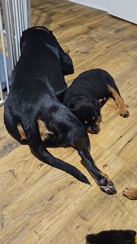 Rottweiler puppies for sale in Takeley, Essex – 10 weeks old - Image 4 of 4