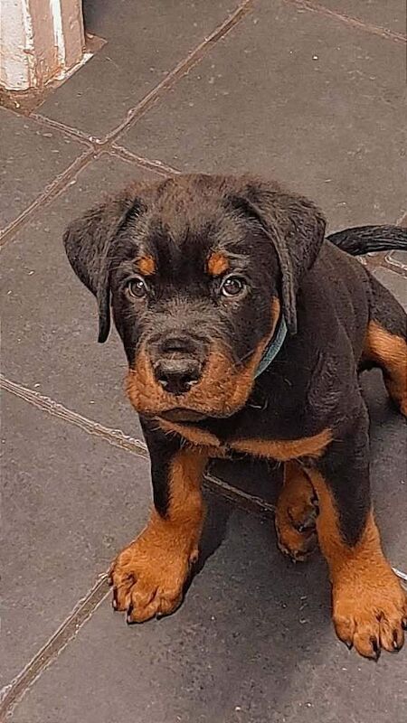 10 week old male Rottweiler