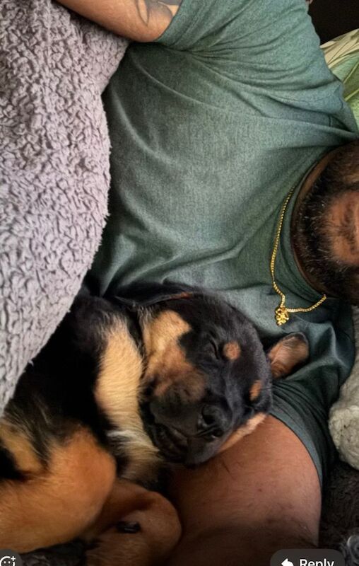 Rottweiler Puppies For Sale