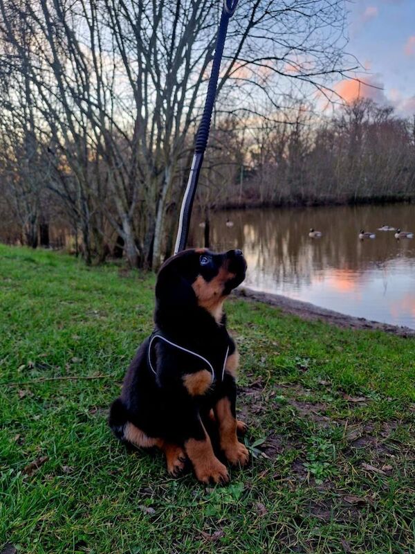 10wks old baby Rottweiller - Image 2 of 4