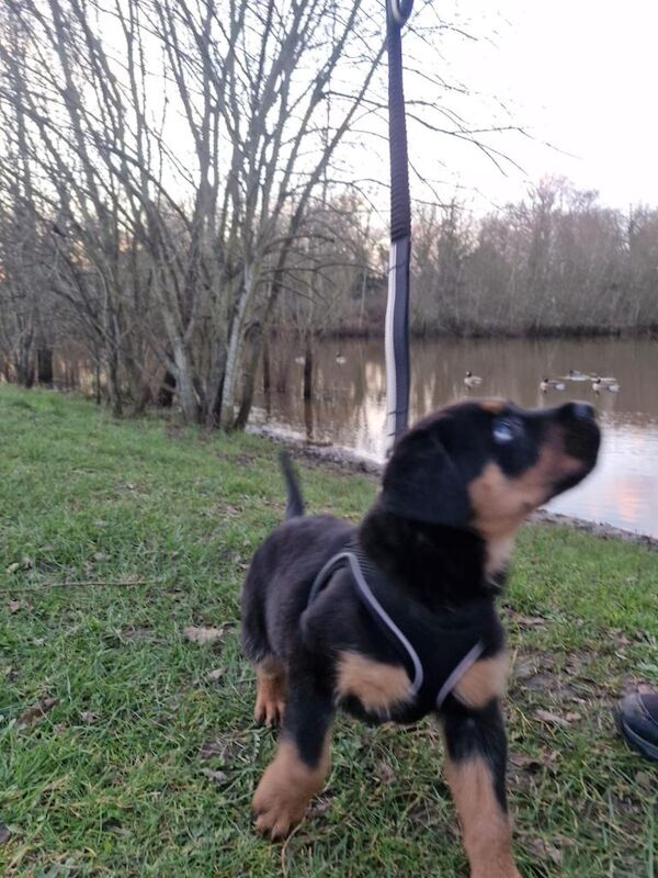 10wks old baby Rottweiller - Image 3 of 4