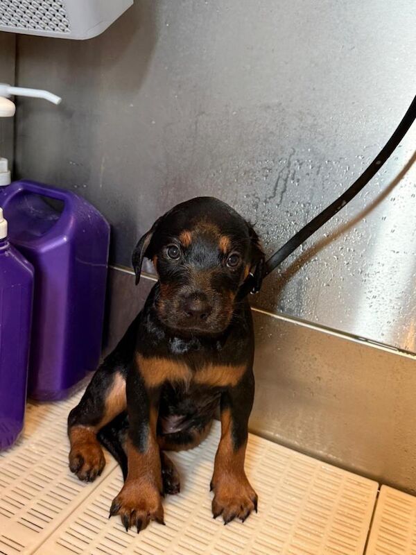 10wks old baby Rottweiller - Image 4 of 4