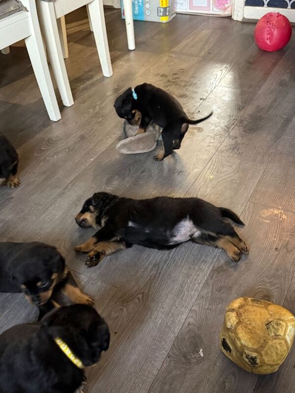 Rottweiler puppies for sale in Hyde, Greater Manchester – 6 weeks old