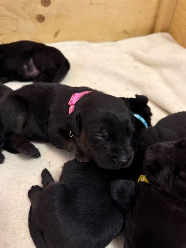 Rottweiler Puppies For Sale