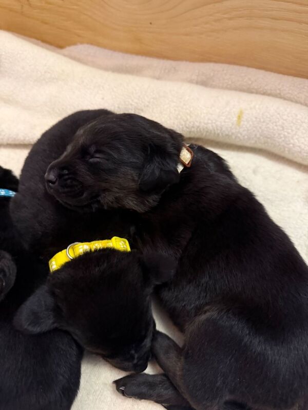 11 Rottidor puppies - Image 2 of 3