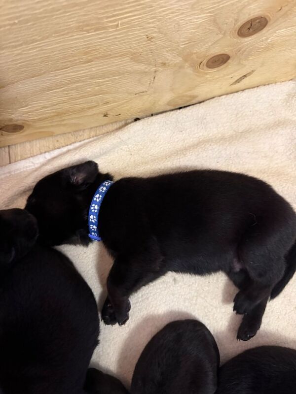 11 Rottidor puppies - Image 3 of 3