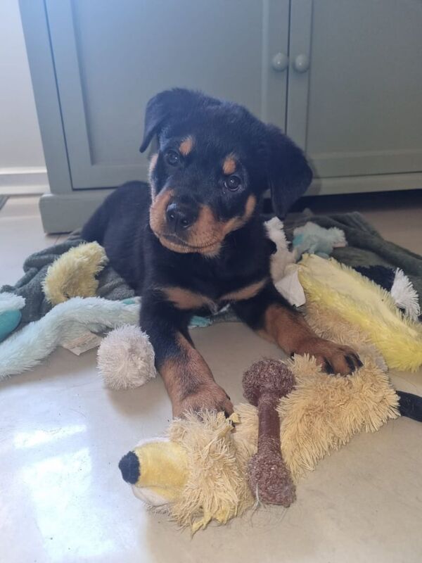 12 week old female rottweiler - Image 1 of 3