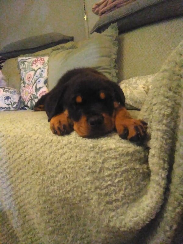 12 week old female rottweiler - Image 2 of 3