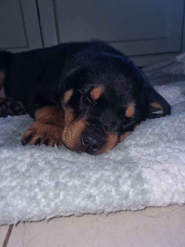 12 week old female rottweiler - Image 3 of 3