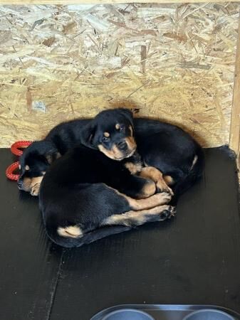 Rottweiler puppies for sale in Clacton-on-Sea, Essex – 1 year old - Image 4 of 5