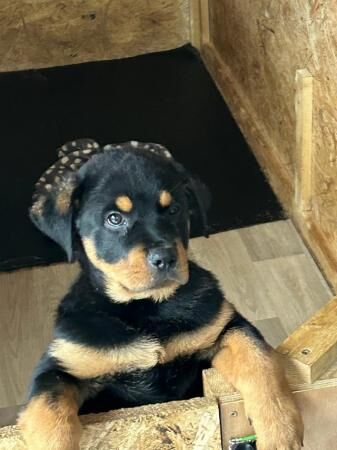 Rottweiler puppies for sale in Clacton-on-Sea, Essex – 1 year old - Image 5 of 5