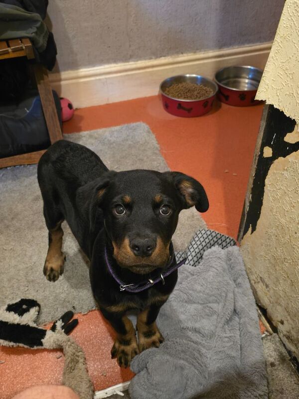 13,weeks old rottweiler puppy for sale in Stockport, Greater Manchester | Image 2