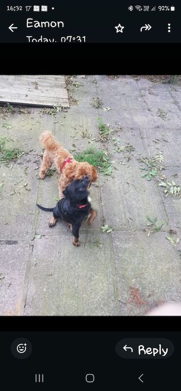 13,weeks old rottweiler puppy for sale in Stockport, Greater Manchester | Image 3