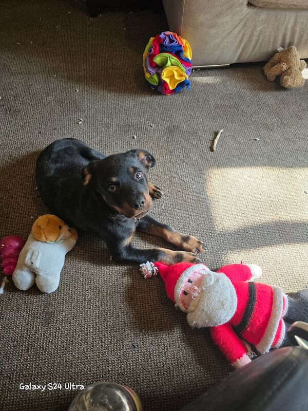 Rottweiler puppies for sale in Stockport, Greater Manchester – 1 year old - Image 5 of 6