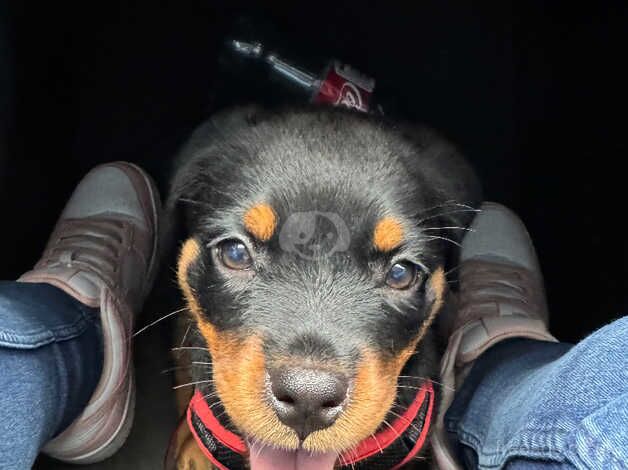 Rottweiler puppies for sale in Bilston, West Midlands – KC registered, 1 year old - Image 2 of 5