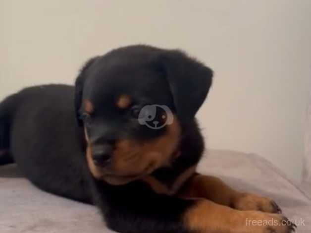 Rottweiler puppies for sale in Bilston, West Midlands – KC registered, 1 year old - Image 4 of 5