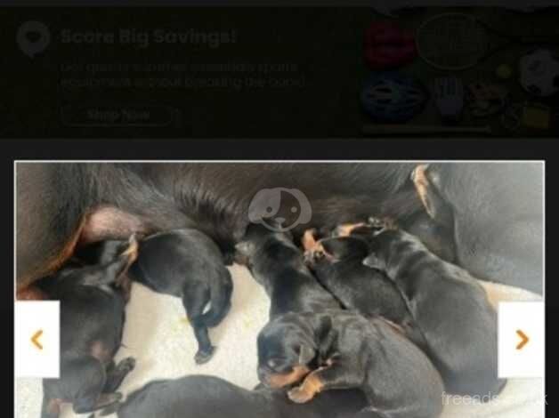 Rottweiler puppies for sale in Bilston, West Midlands – KC registered, 1 year old - Image 5 of 5