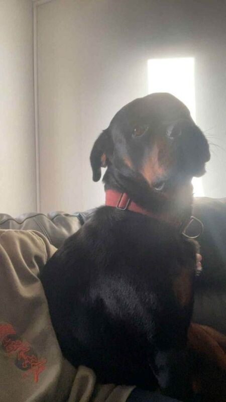 Rottweiler puppies for sale in Clacton-on-Sea, Essex – 2 years old - Image 2 of 5