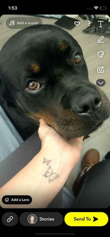 Rottweiler puppies for sale in Clacton-on-Sea, Essex – 2 years old - Image 3 of 5