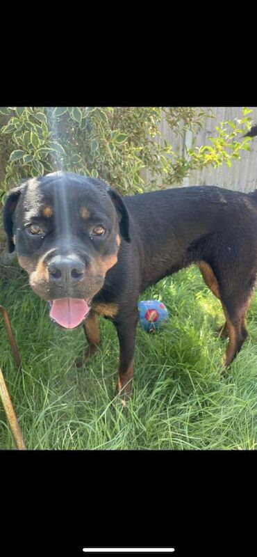 Rottweiler puppies for sale in Clacton-on-Sea, Essex – 2 years old - Image 4 of 5